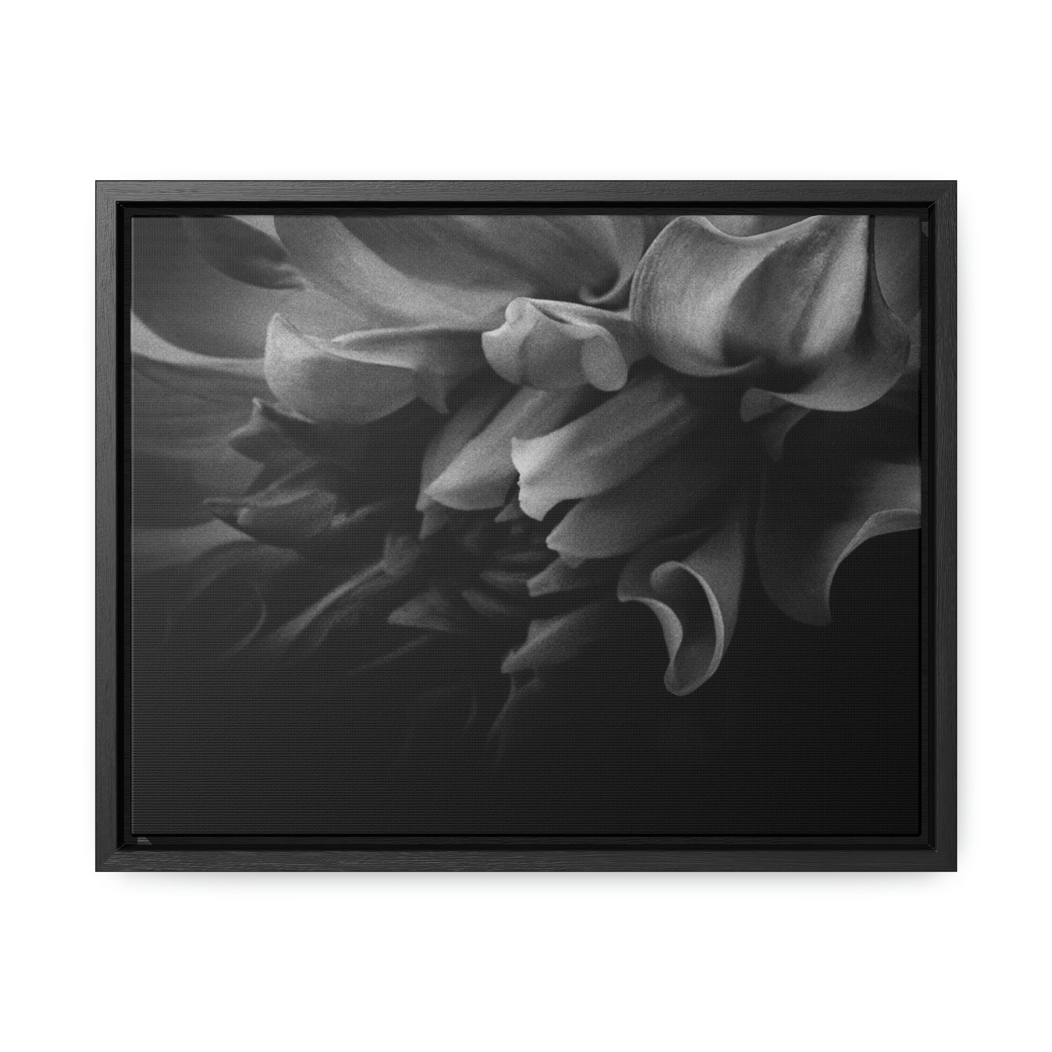 Canvas DAHLIA GALLERY CANVAS WRAP 14″ x 11″ / Black / Premium Gallery Wraps (1.25″)
