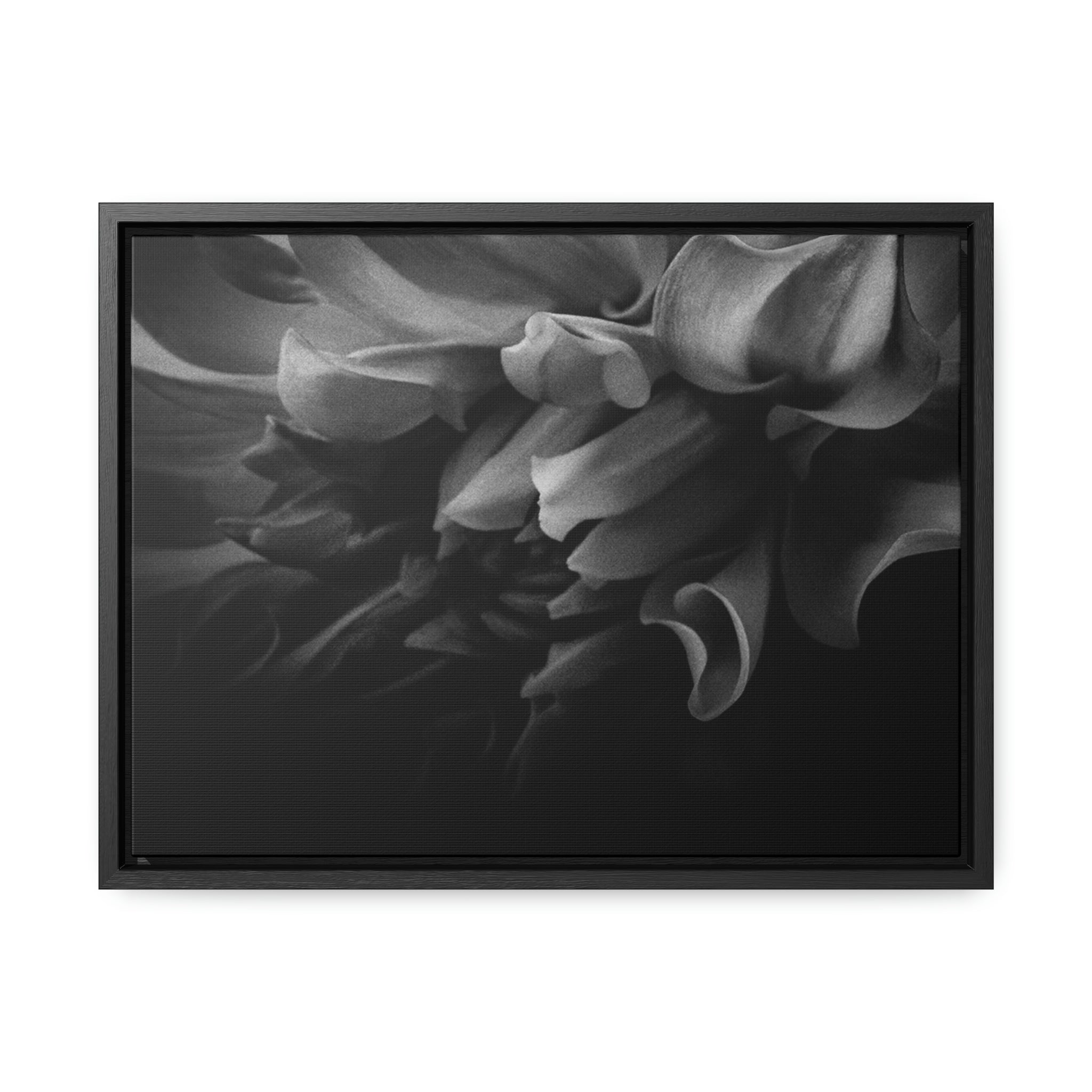 Canvas DAHLIA GALLERY CANVAS WRAP 16″ x 12″ / Black / Premium Gallery Wraps (1.25″)