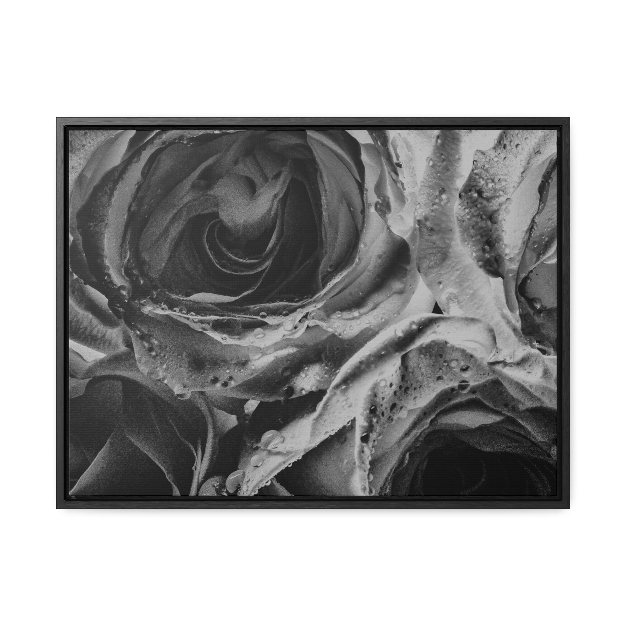 Canvas Wet Roses Gallery Canvas Wraps, Horizontal Frame 16″ x 12″ / Black / Premium Gallery Wraps (1.25″)