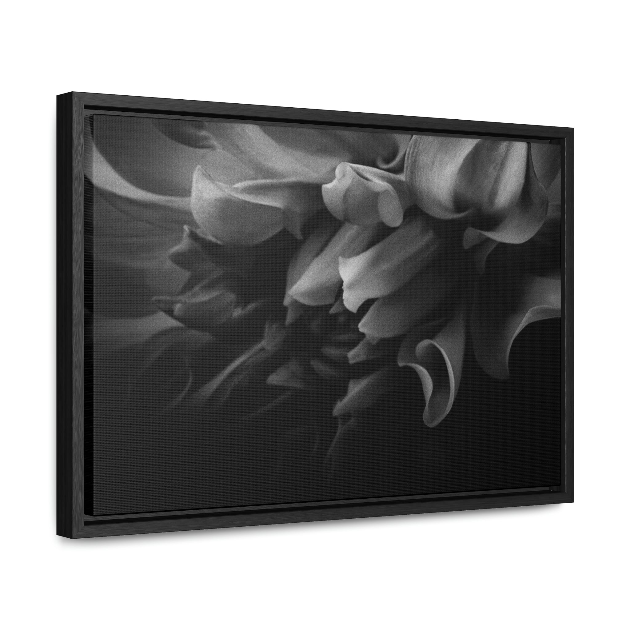 Canvas DAHLIA GALLERY CANVAS WRAP 18″ x 12″ / Black / Premium Gallery Wraps (1.25″)