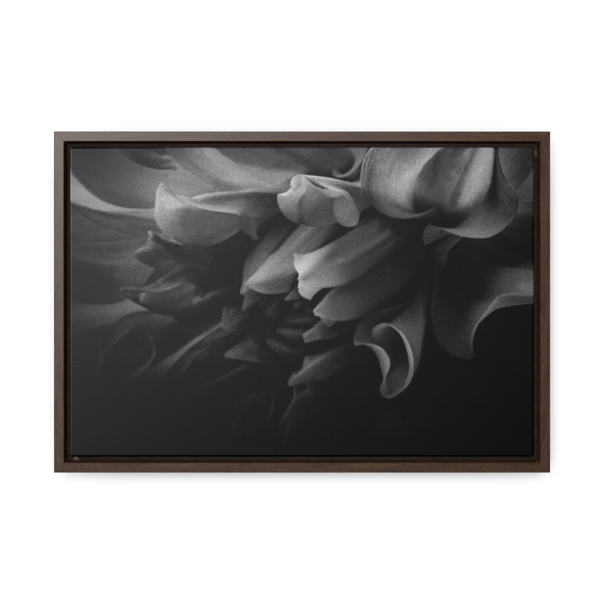Canvas Dahlia Gallery Canvas Wraps, Horizontal Frame 18″ x 12″ / Walnut / Premium Gallery Wraps (1.25″)
