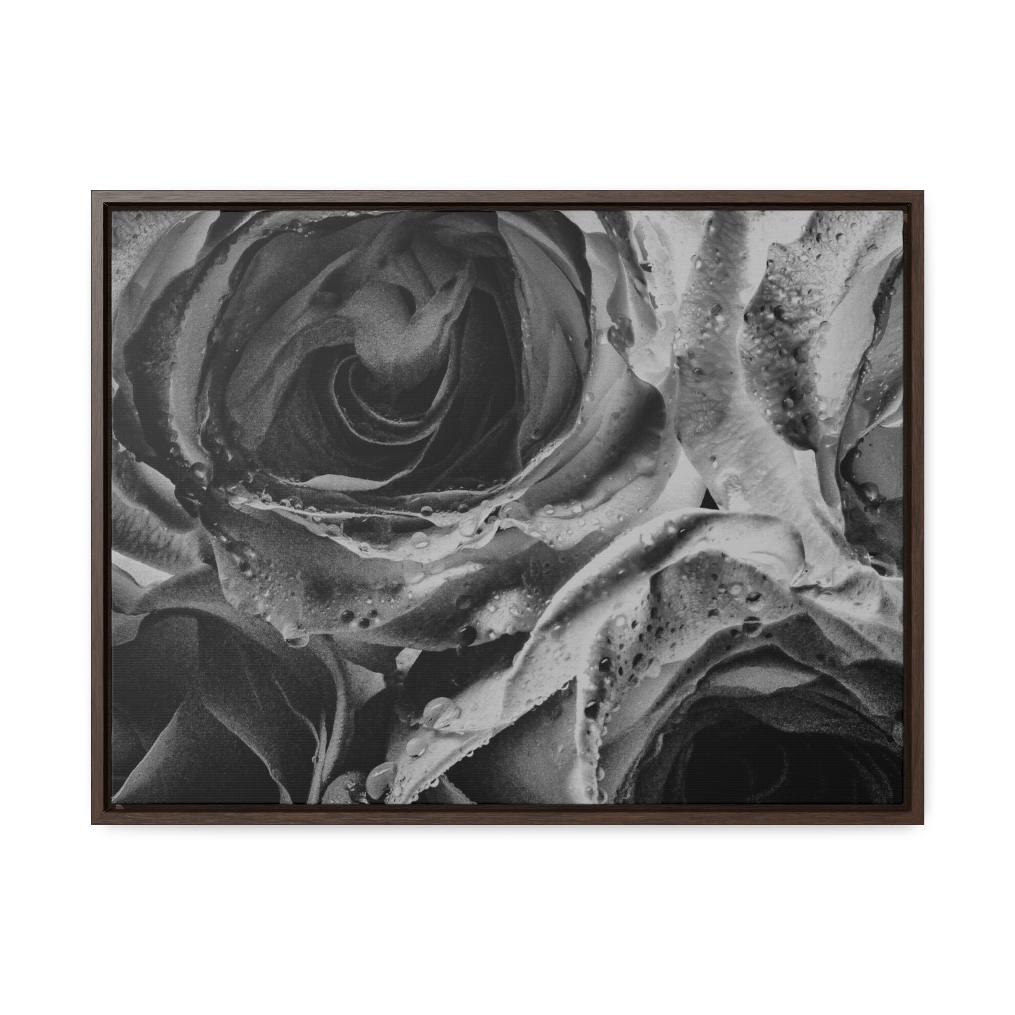 Canvas Wet Roses Gallery Canvas Wraps, Horizontal Frame 30″ x 24″ / Walnut / Premium Gallery Wraps (1.25″)